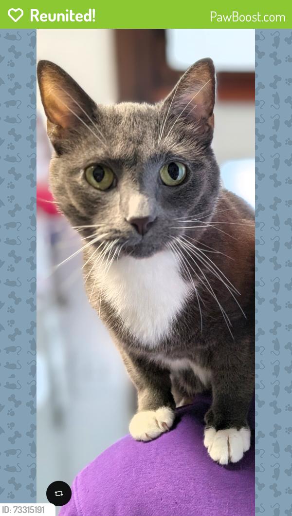 Reunited Male Cat last seen Near E Coover Street Mechanicsburg PA 17055, Mechanicsburg, PA 17055