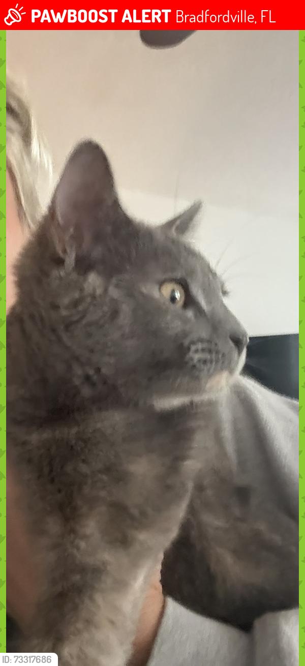 Lost Female Cat last seen Deerlake and Hunters Ridge, Bradfordville, FL 32312