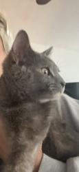 Lost Female Cat last seen Deerlake and Hunters Ridge, Bradfordville, FL 32312