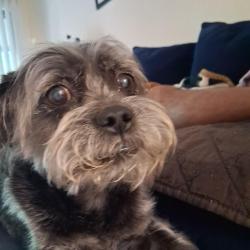 Reunited Male Dog last seen Waffle hse on Page Ave in Overland, Overland, MO 63114