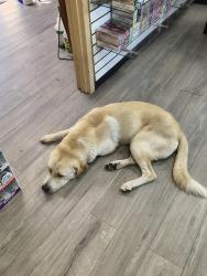 Reunited Male Dog last seen Vapor world Kansas expressway, Springfield, MO 65803