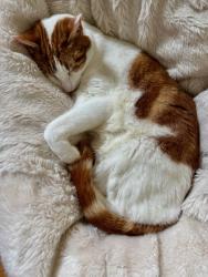 Lost Male Cat last seen View Av NW and Whitney PL NW, Seattle, WA 98117