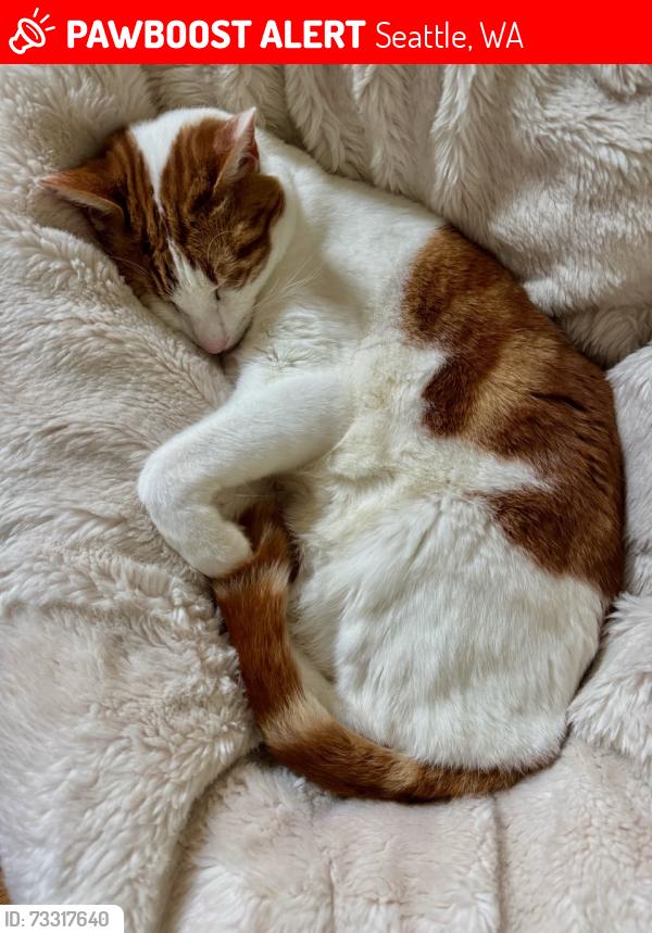 Lost Male Cat last seen View Av NW and Whitney PL NW, Seattle, WA 98117