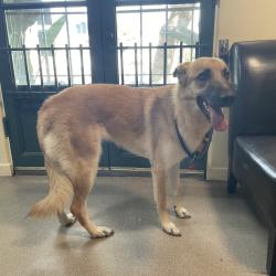 Shelter Stray Female Dog last seen , 361 S Raymond Ave, Pasadena, CA 91105, USA