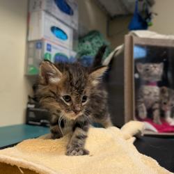 Shelter Stray Male Cat last seen , 361 S Raymond Ave, Pasadena, CA 91105, USA