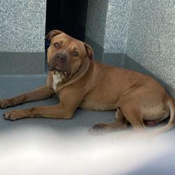 Shelter Stray Unknown Dog last seen , 12910 Yukon Ave, Hawthorne, CA 90250, USA