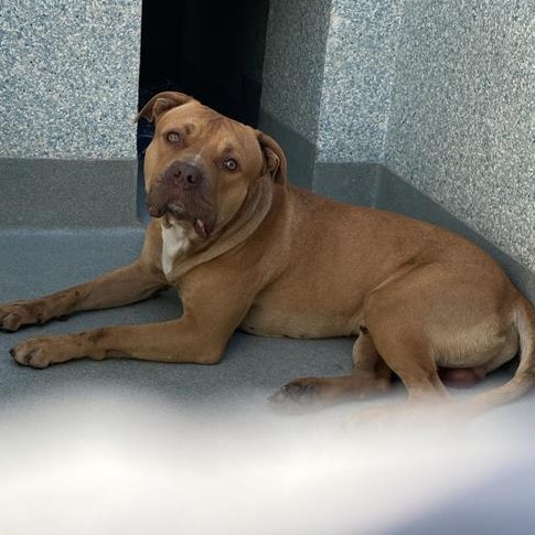 Shelter Stray Unknown Dog last seen , 12910 Yukon Ave, Hawthorne, CA 90250, USA