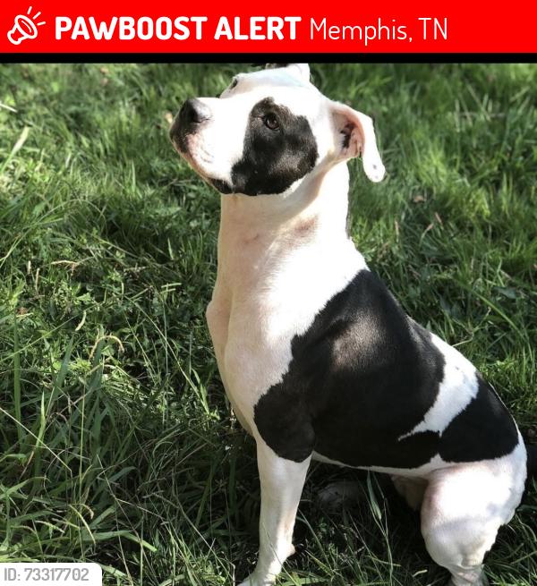 Lost Female Dog last seen Park ave and getwell, Memphis, TN 38111