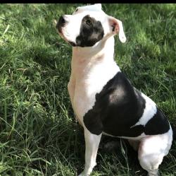 Lost Female Dog last seen Park ave and getwell, Memphis, TN 38111