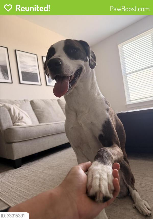 Reunited Female Dog last seen River park drive and District Lane, Chattanooga, TN 37406