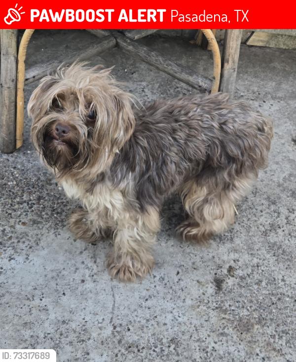 Lost Female Dog last seen Brown y Fleming, Pasadena, TX 77503