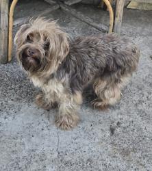 Lost Female Dog last seen Brown y Fleming, Pasadena, TX 77503