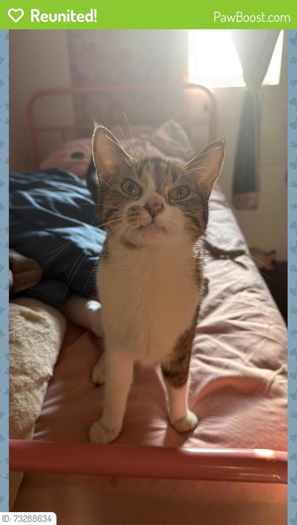 Reunited Female Cat last seen Near S Sawyer Chicago 60623, Chicago, IL 60623