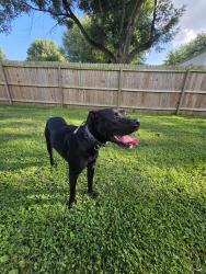 Reunited Male Dog last seen N Library St and Columbia Ave, Waterloo, IL 62298