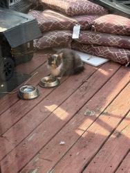 Found/Stray Female Cat last seen Cove apmts, Gastonia, NC 28052