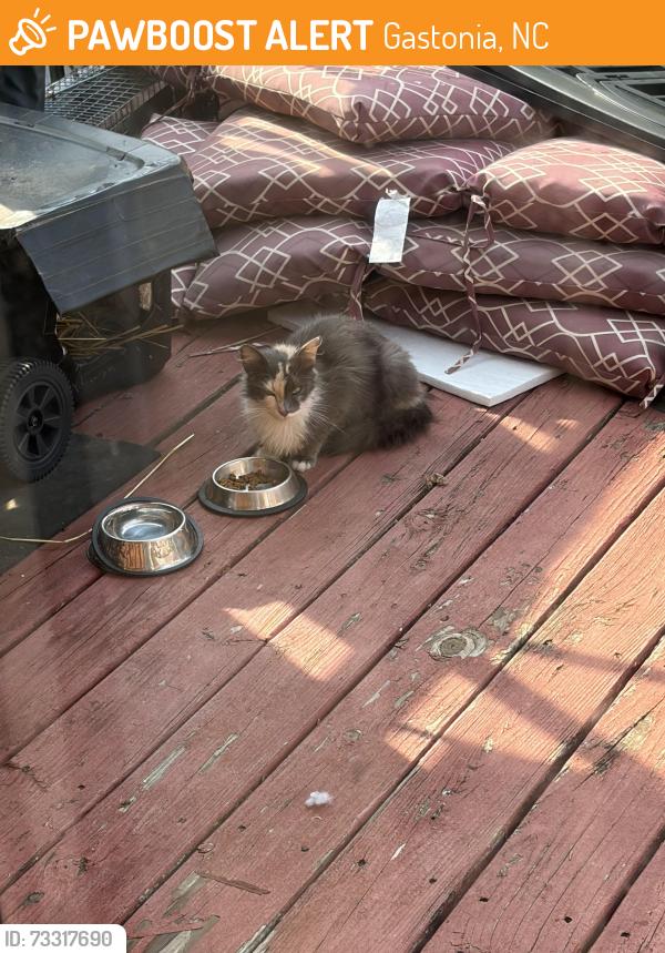 Found/Stray Female Cat last seen Cove apmts, Gastonia, NC 28052