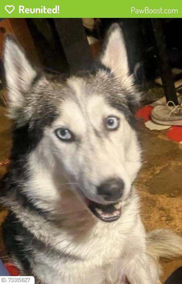 Reunited Female Dog last seen Downing Street, Thornton, CO 80229