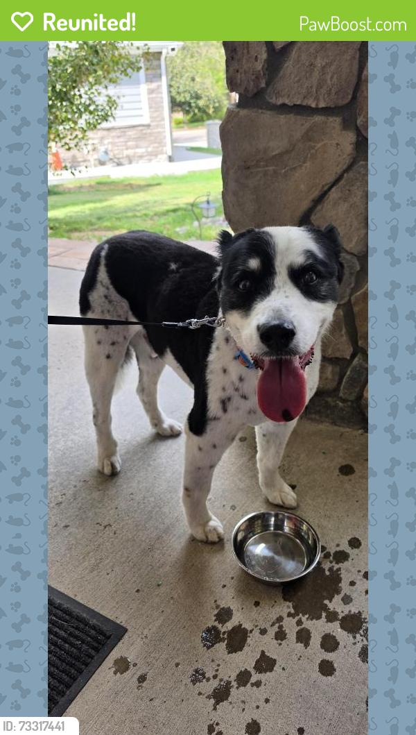Reunited Male Dog last seen E Peakview Dr & S Saddlerock Trail, Aurora, CO 80016