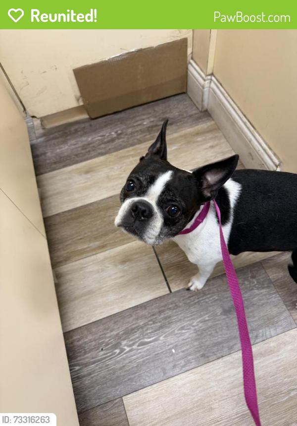 Reunited Female Dog last seen Sunset Dr Clearwater, Clearwater, FL 33755