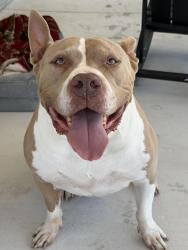 Found/Stray Male Dog last seen Near, Bandera, TX 78003