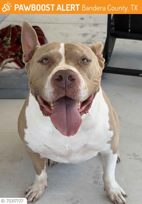 Found/Stray Male Dog last seen Near, Bandera, TX 78003