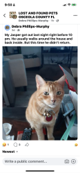 Lost Male Cat last seen On Neptune Road next to Cypress Shores, Kissimmee, FL 34744