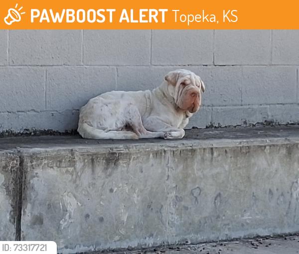 Found/Stray Unknown Dog last seen Behind the shopping center, Topeka, KS 66614