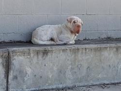 Found/Stray Unknown Dog last seen Behind the shopping center, Topeka, KS 66614