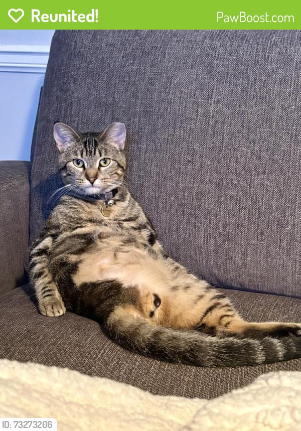 Reunited Male Cat last seen Chase Parking Lot near the Alamo, Springfield, MO 65807