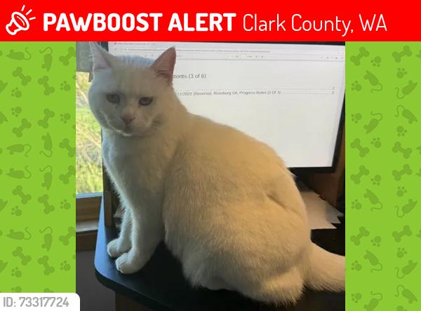 Lost Male Cat last seen 194th Avenue NE and NE 15th Circle, Camas, Wa 98607, Clark County, WA 98607