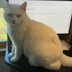 Lost Male Cat last seen 194th Avenue NE and NE 15th Circle, Camas, Wa 98607, Clark County, WA 98607