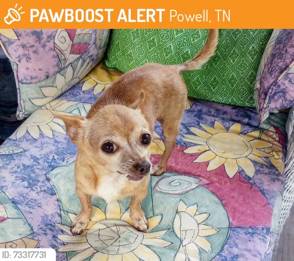 Found/Stray Unknown Dog last seen Clinton highway, Powell, TN 37849