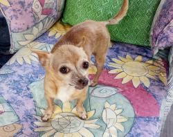 Found/Stray Unknown Dog last seen Clinton highway, Powell, TN 37849