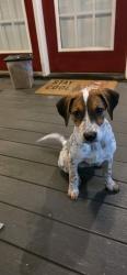 Found/Stray Female Dog last seen Camp wabak, Greenville County, SC 29661