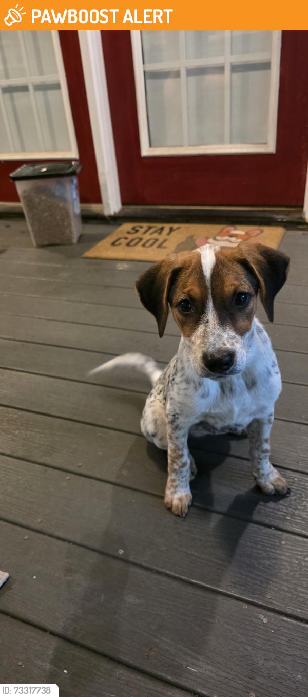 Found/Stray Female Dog last seen Camp wabak, Greenville County, SC 29661