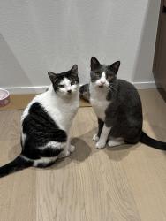 Lost Male Cat last seen Oak drive and Wood Canyon, Aliso Viejo, CA 92656