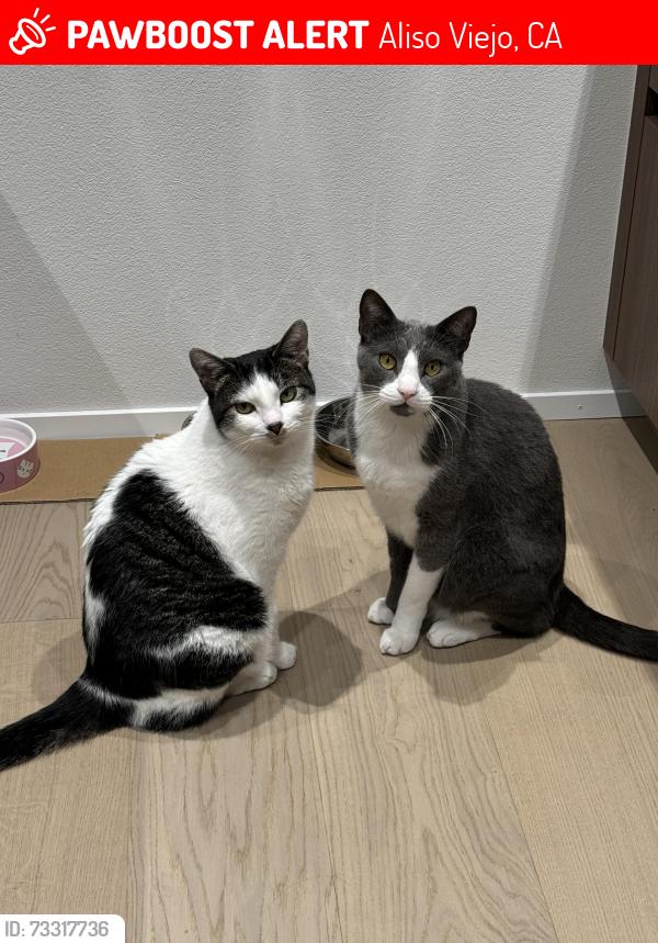 Lost Male Cat last seen Oak drive and Wood Canyon, Aliso Viejo, CA 92656