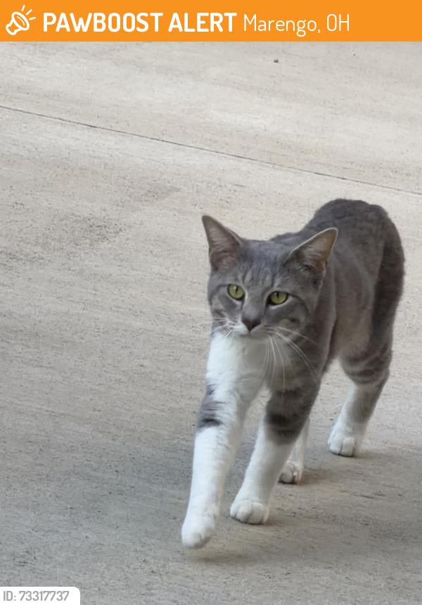 Found/Stray Male Cat last seen 213&208, Marengo, OH 43334