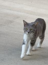 Found/Stray Male Cat last seen 213&208, Marengo, OH 43334