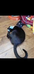 Reunited Female Cat last seen Tramway and montgomery, Albuquerque, NM 87111