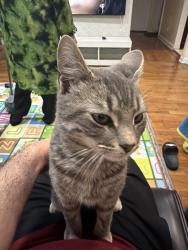 Lost Male Other last seen Dutch broadway and lenore lane, Elmont, NY 11003