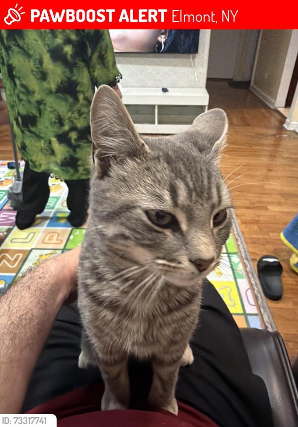 Lost Male Other last seen Dutch broadway and lenore lane, Elmont, NY 11003