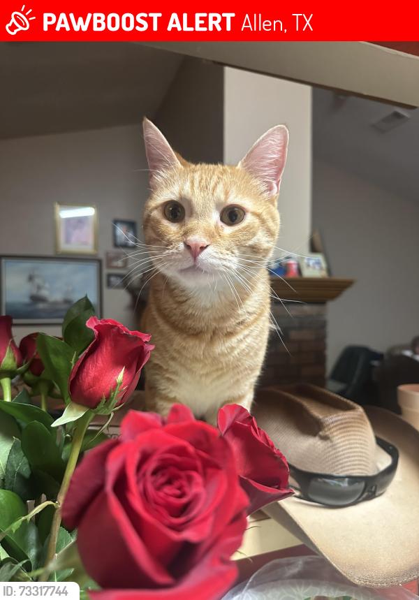 Lost Male Cat last seen Sandy creek and rivercrest, Allen, TX 75002