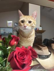 Lost Male Cat last seen Sandy creek and rivercrest, Allen, TX 75002