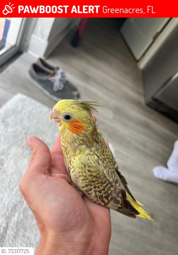 Lost Unknown Bird last seen Brentwood Blvd., Jog RD, Triphammer RD, Plains DR, Gillette DR, Edgecliff AV, Greenacres, FL 33463