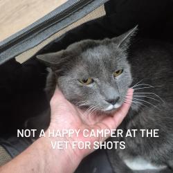 Lost Male Cat last seen Near green vista drive fontana ca, Fontana, CA 92337