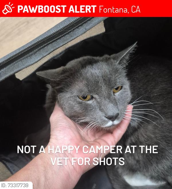Lost Male Cat last seen Near green vista drive fontana ca, Fontana, CA 92337