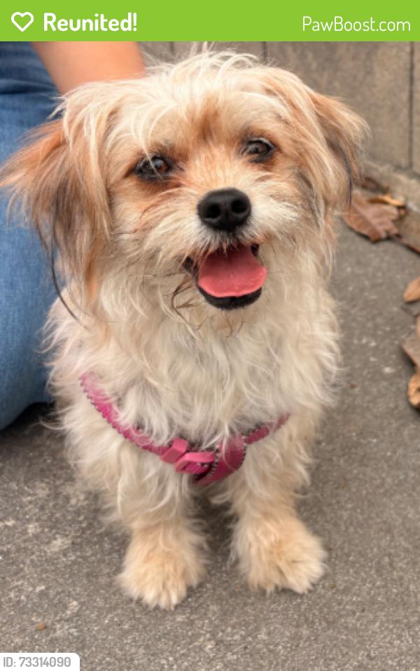 Reunited Unknown Dog last seen Hellman ave, Rosemead, CA 91770