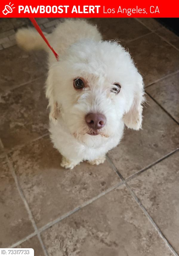 Lost Male Dog last seen 82ndSt los angeles california 90003, Los Angeles, CA 90044