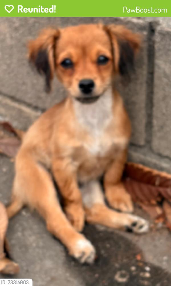 Reunited Unknown Dog last seen Hellman, Rosemead, CA 91770